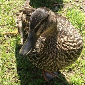 Meet your Posher, Ali